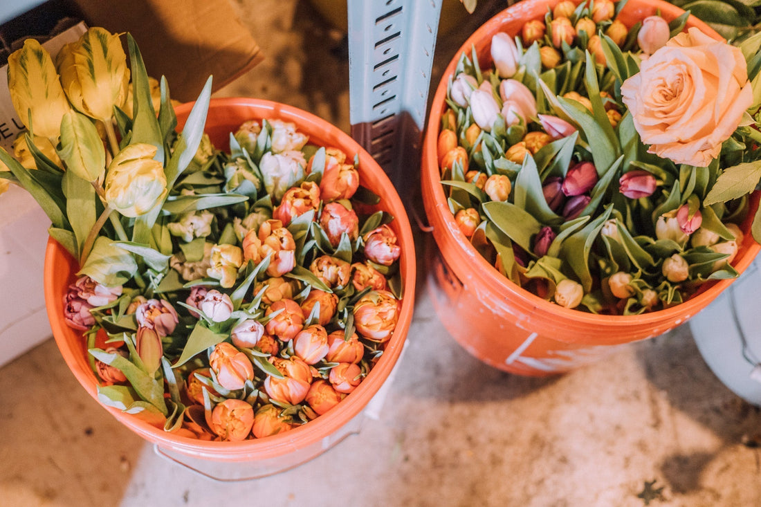 Newsletter Tulips are Popping Up